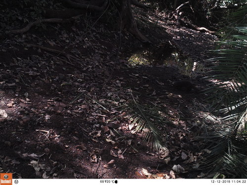 Banded Mongoose