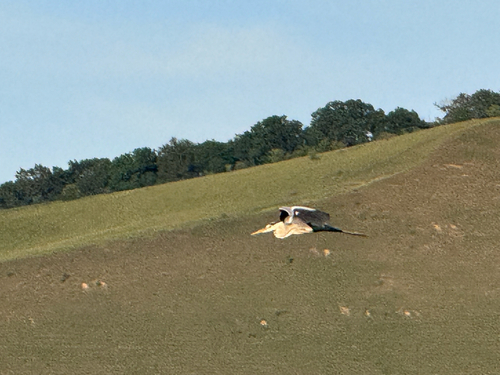Grey Heron