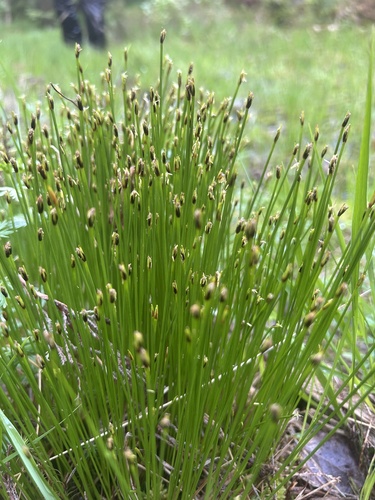 Tufted Bulrush