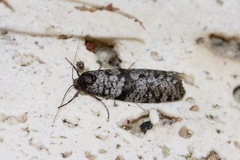 Lepidoscia annosella