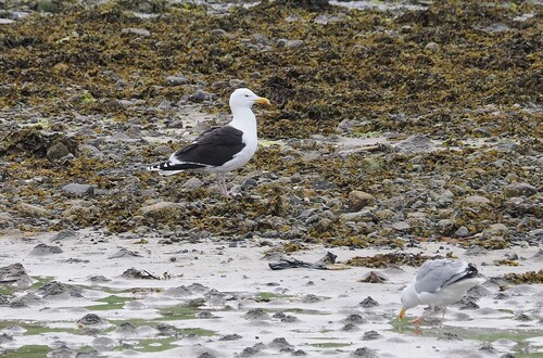 iNaturalist image