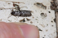 Lepidoscia annosella