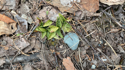 lesser rattlesnake plantain