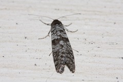 Lepidoscia annosella