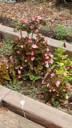 Begonia cucullata observed 2026-06-04