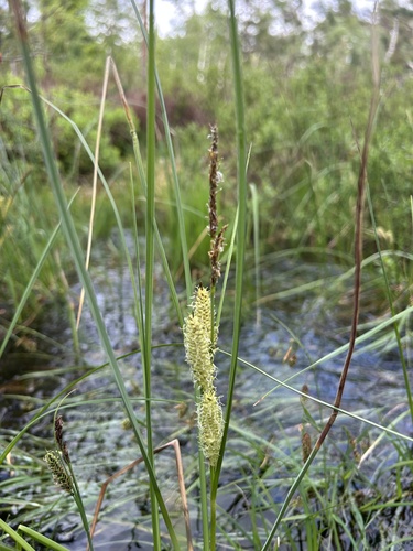 beaked sedge