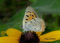 Lycaena phlaeas hypophlaeas