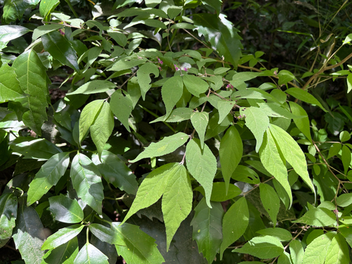 Callicarpa mollis observed 2026-06-01