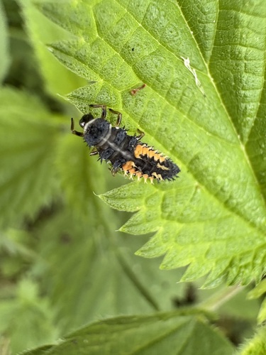 Asian Lady Beetle