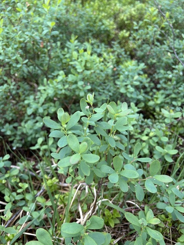 bog bilberry