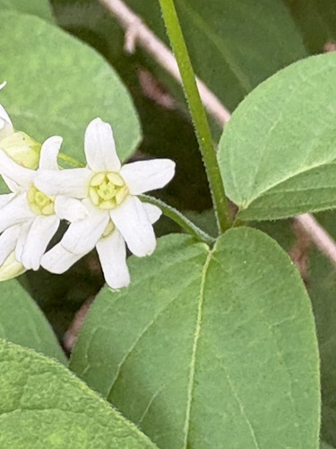 Swallow-wort