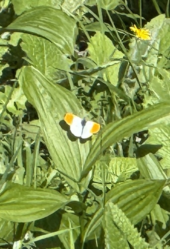 orange-tip