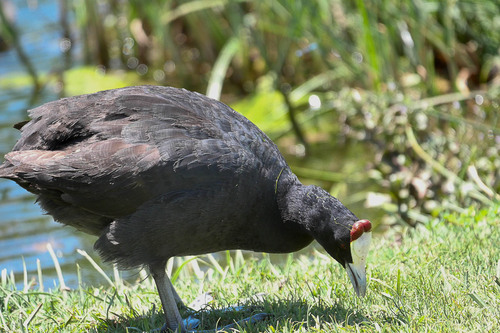 iNaturalist: (c) drukru, some rights reserved (CC BY-NC) iNaturalist image