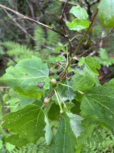 Contarinia petioli