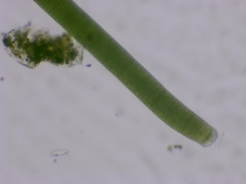 Oscillatoria princeps observed 2026-06-04