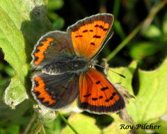 Lycaena phlaeas hypophlaeas