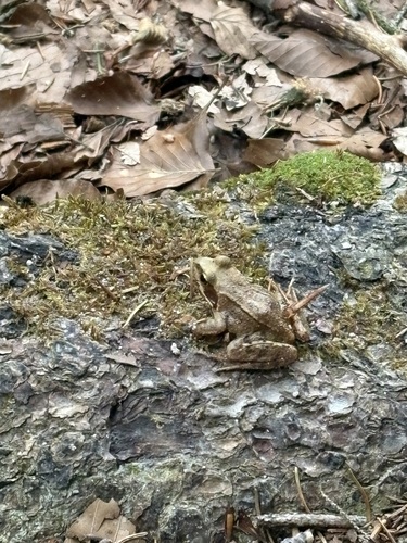 European Common Frog