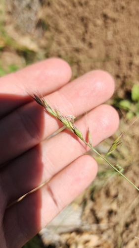 Festuca microstachys observed 2026-06-02
