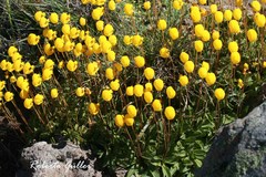 Calceolaria polyrhiza