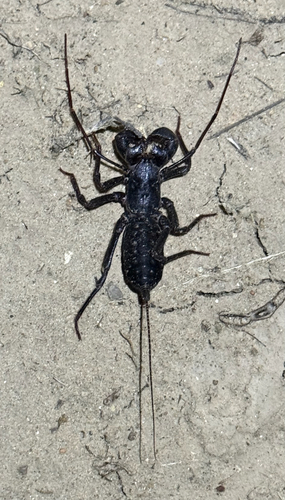 Giant Vinegaroon