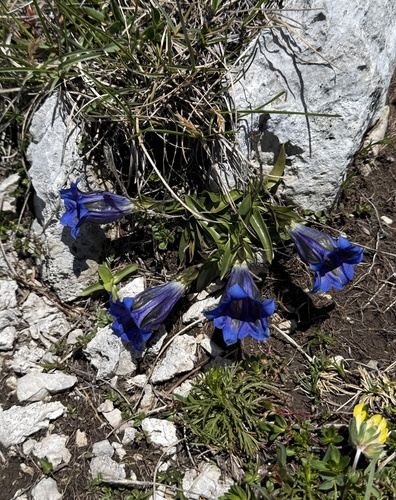 Clusius' gentian