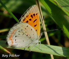 Lycaena phlaeas hypophlaeas