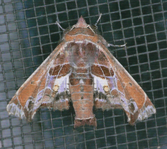 Eutelia pulcherrimus