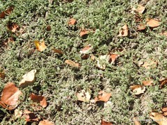 Heliotropium supinum