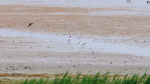 iNaturalist image