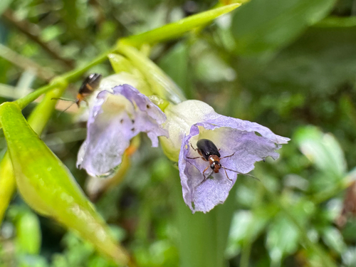 Stromanthe tonckat, photograph 4