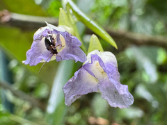 Stromanthe tonckat, photograph (c) topeuna, some rights reserved (CC BY)