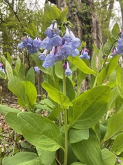 Mertensia virginica
