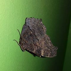 Aglais io