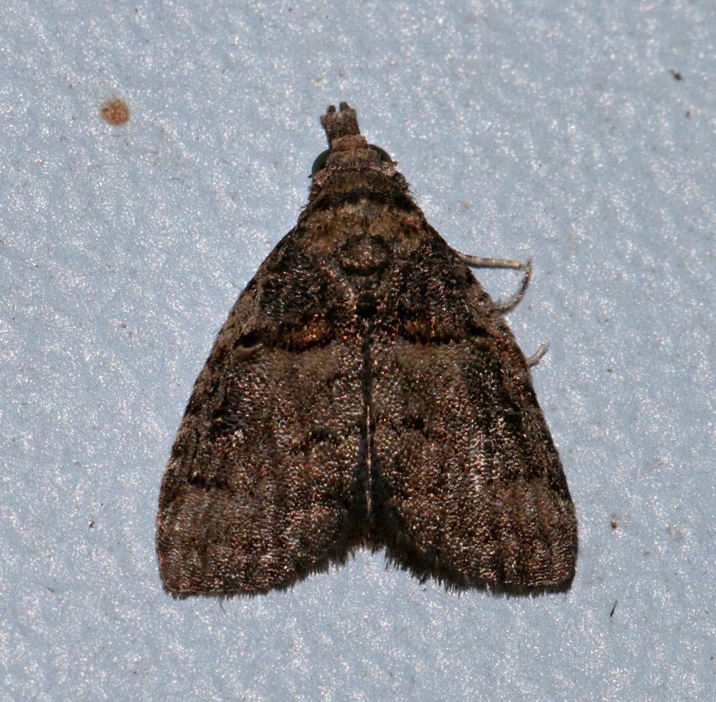 Mniothripa