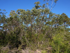 Eucalyptus langleyi