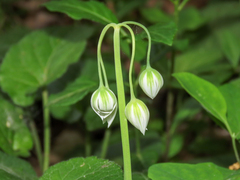 Allium pendulinum