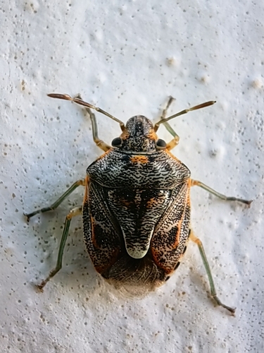 Holcogaster fibulata