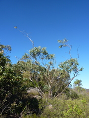 Eucalyptus luehmanniana