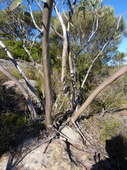 Eucalyptus luehmanniana