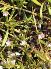 Calandrinia brevipedata