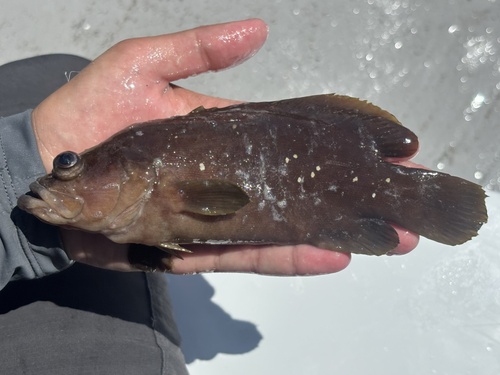 Whitespotted soapfish (Rypticus maculatus) — Serranidae — 5
