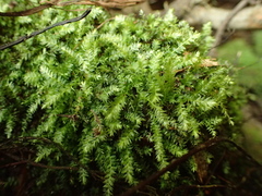 Plagiothecium nemorale