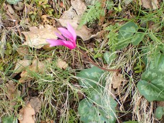 Cyclamen repandum