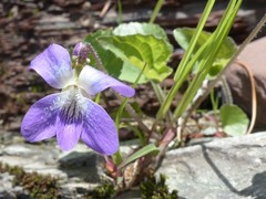 Viola sororia