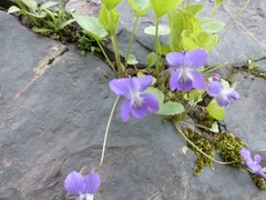 Viola sororia
