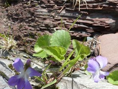 Viola sororia
