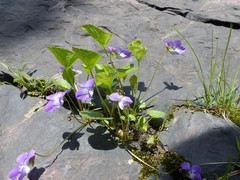 Viola sororia