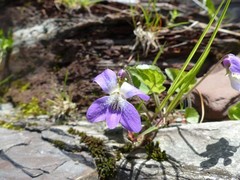 Viola sororia