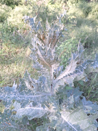 cotton thistle