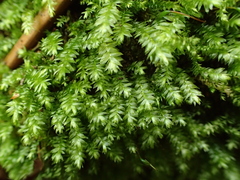 Plagiothecium nemorale